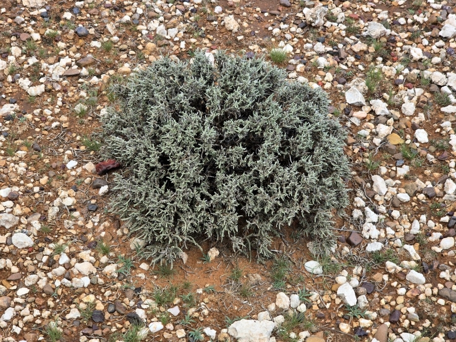 Commercial Property for Sale in Griekwastad Rural Northern Cape